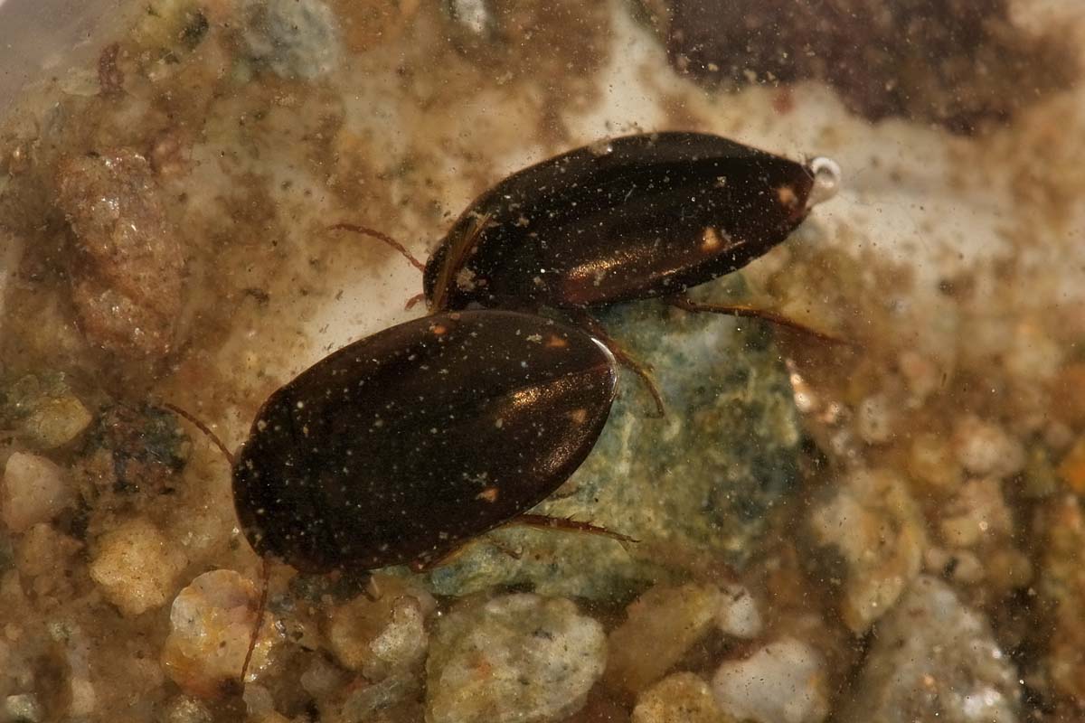 Agabus guttatus ssp. guttatus - Dytiscidae